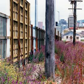Advertising hoardings on an empty lot, Waterloo Quay