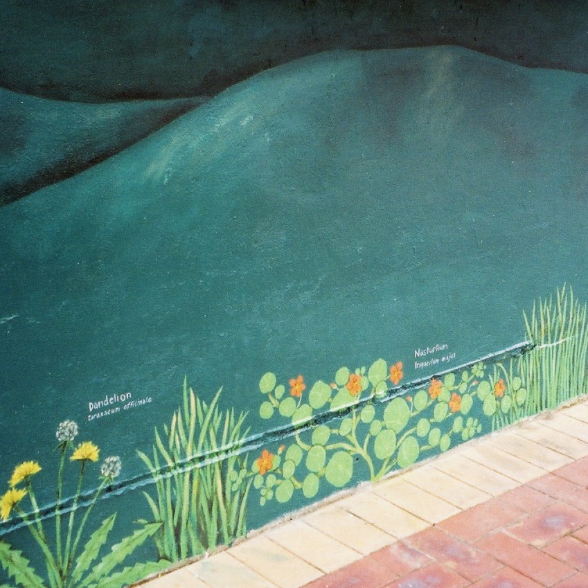 Wellington Flowers (Mural), Demarnia Gray