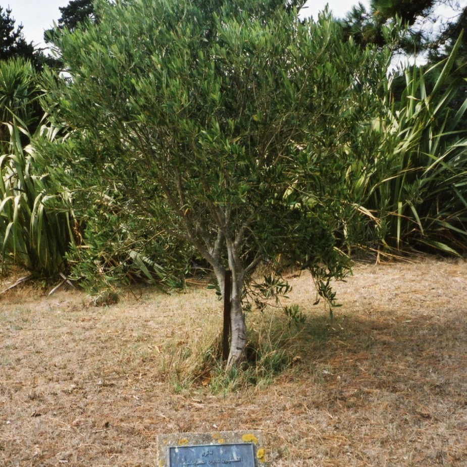 Palestinian Memorial, Karori Cemetery