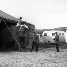 Bullen's Circus, Newtown