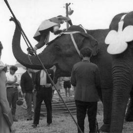 Bullen's Circus, Newtown