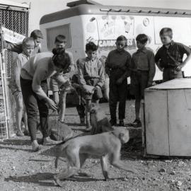 Bullen's Circus, Newtown