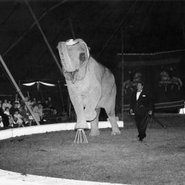 Bullen's Circus, Newtown