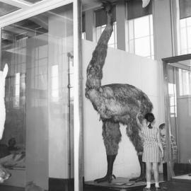 The Moa at the National Museum